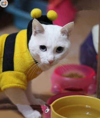 猫叔，睡衣很适合你呀！