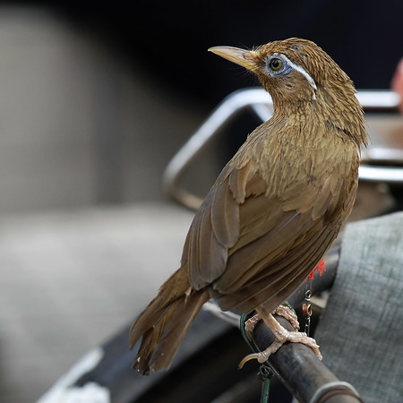 鸟类脑震荡的病因 鸟的头部撞到硬物而造成