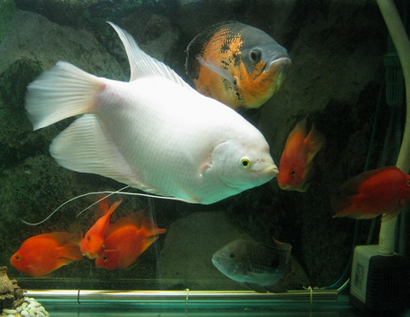 招财鱼吃什么 招财鱼属于杂食性动物