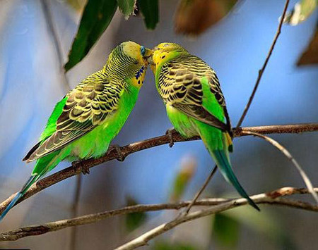 鹦鹉患忧郁症怎么办 解析其忧郁症的原因