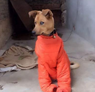 穿袄子的季节到了