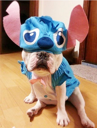 汪星人酷炫的装扮