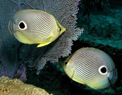 四眼蝶怎么养 人工饲养四眼蝶的难度较大