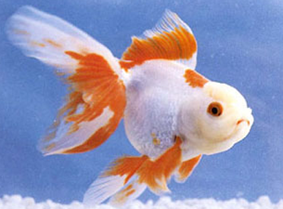 五鳍相逢怎么养 要保持水温的稳定