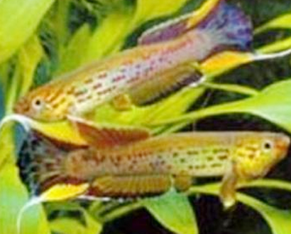 五彩琴尾鱼吃什么 切忌随意多投或少投