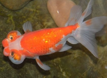 望天眼吃什么 富有营养的动物性饲料