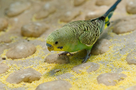 鹦鹉营养过剩怎么办 可能会引发疾病