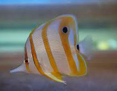 铁嘴鱼吃什么 可喂甲壳类饵料生物