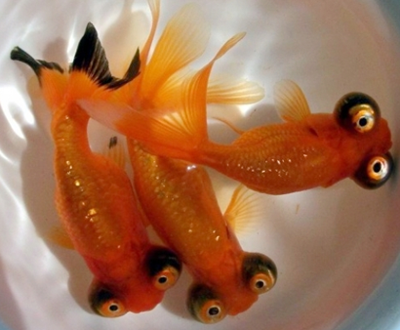 望天眼怎么养 需要给它们提供足够的光照