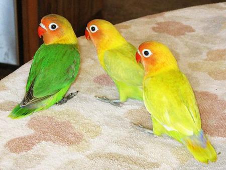 鹦鹉滴虫病是怎么回事 是笼子不干净导致的