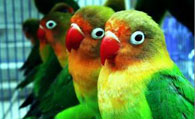 牡丹鹦鹉繁殖要注意什么 不要惊动雌鸟