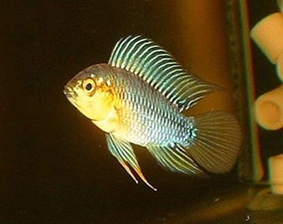 黄金短鲷吃什么 会接受各种饵料