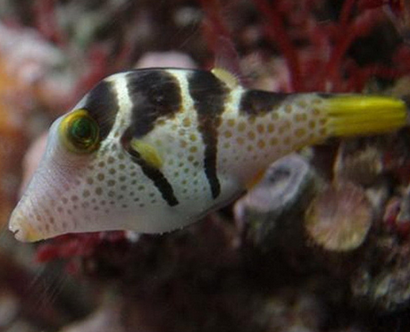 日本婆怎么养 饲养水温为26-27摄氏度