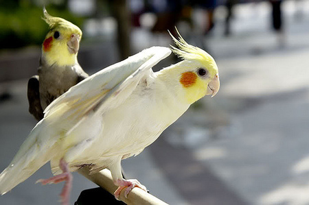 鹦鹉可以吃什么 帮鹦鹉建立好的饮食习惯