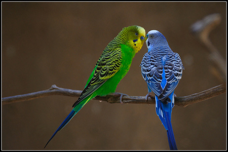 虎皮鹦鹉品种的分类  从体羽的颜色上区分