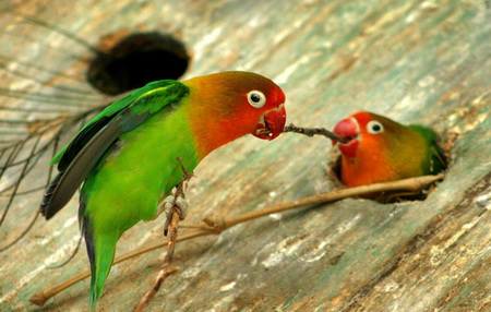 怎样训练鹦鹉 鹦鹉常见行为的训练技巧