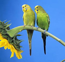 怎么驯服虎皮鹦鹉 驯服虎皮鹦鹉的四个技巧