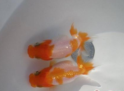 日兽怎么养 水温10-30℃都能适应