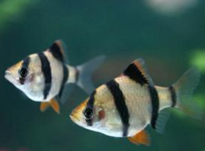 养鱼如何先养水 要保持稳定的水质