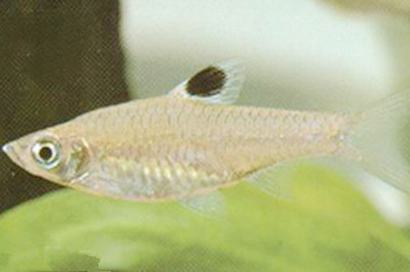 蓝眼鲫怎么养 喜好弱酸性的软水