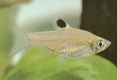 蓝眼鲫吃什么 偶尔供应些动物性活饵