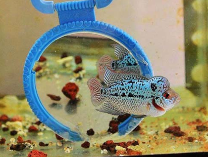 罗汉鱼一般多大开始起头 时间跟品种有关