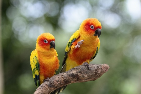 鸟类前胃扩张症是什么 被怀疑是病毒所引起