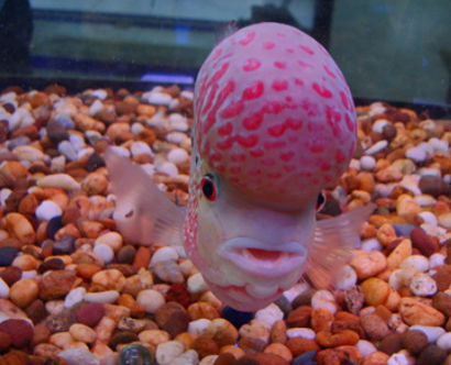 罗汉鱼为什么叼石子 注意底砂的量