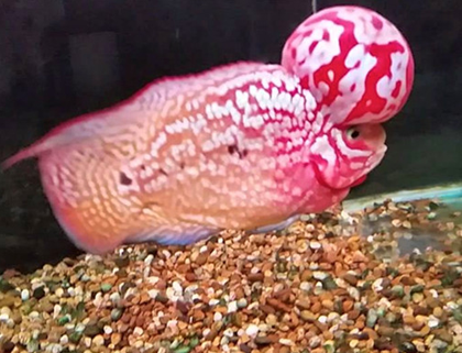 罗汉鱼起头的因素有哪些 有无起头基因