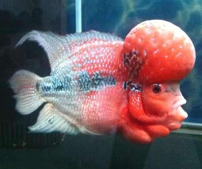 怎么样才能养好罗汉鱼 注意水质的管理