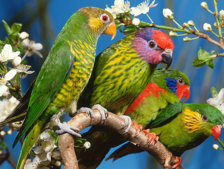 鸟类球虫病相关知识及诊治 球虫病是寄生虫病