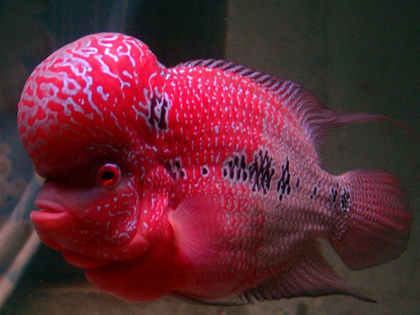 罗汉鱼吃什么饲料起头 饲料不能太单一