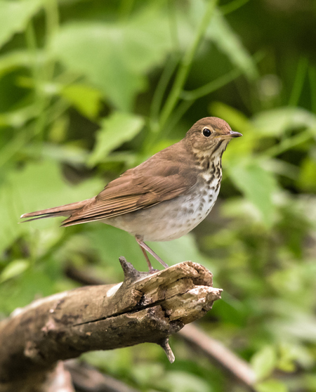 鸟类营养性疾病怎么调理 5大疾病需预防