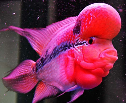 罗汉鱼怎么开缸 要清楚罗汉鱼喜欢的水质