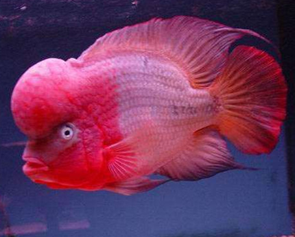 罗汉鱼吃什么 一般饲养罗汉鱼喂食饲料