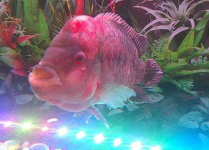 罗汉鱼状态好坏怎么看 精神状态的变化