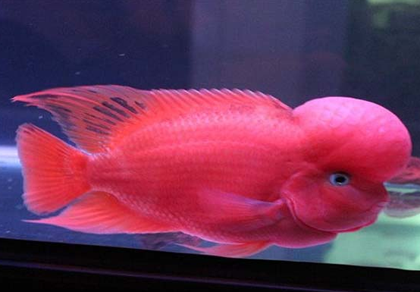 怎么让红马罗汉鱼起头 要了解起头因素