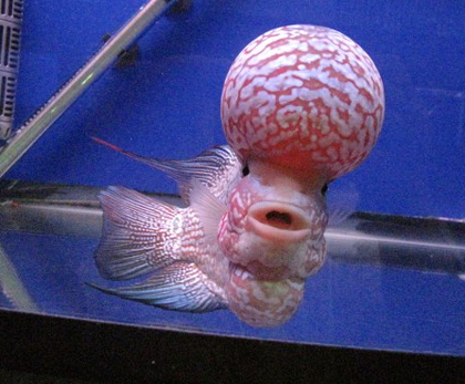 水温可以刺激罗汉鱼起头吗 要掌握技巧