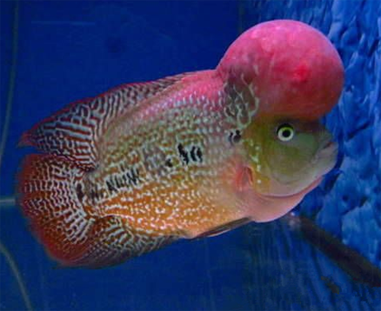 如何使罗汉鱼快速起头 主要看基因