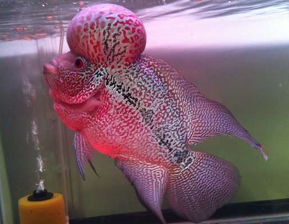 罗汉鱼用什么药起头快 起头过程靠基因