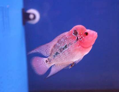 珍珠罗汉鱼什么时候起头 该鱼起头率高