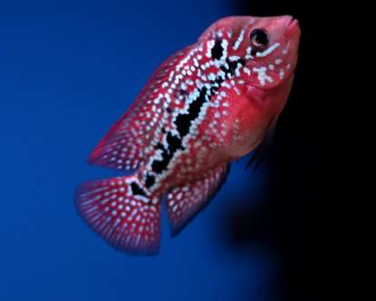 罗汉鱼不起头怎么办 不起头的占大部分