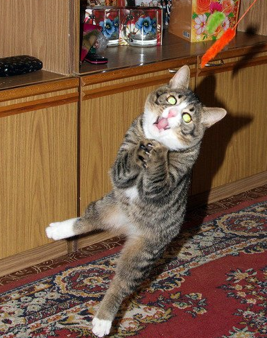 我的喉咙被鱼骨头给卡住了！