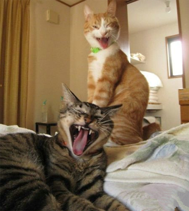 全场爆笑三分钟！