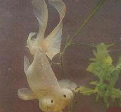 银朝天龙吃什么 投饵量要严格定时定量