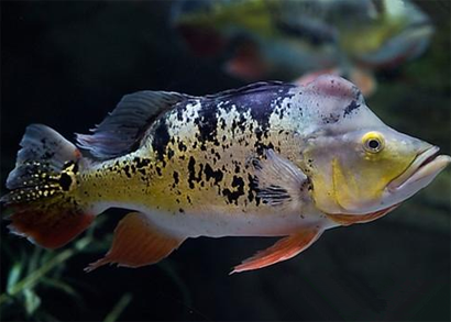 眼斑鲷怎么养 适应弱酸性至中性水