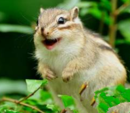 估计是看到什么吃的了