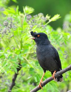 怎样训练八哥鸟飞行 奖励食物的方法训练