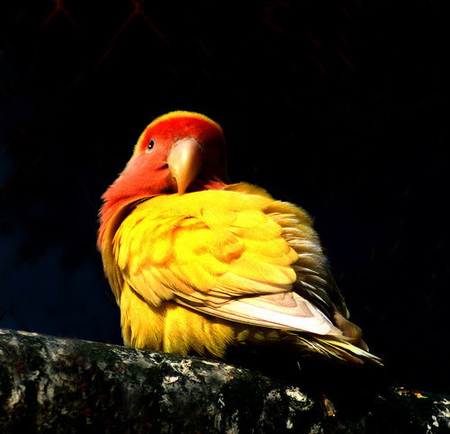 鹦鹉每天要喝多少水比较合适 白开水为最佳