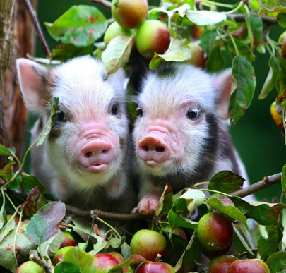 恩爱的一对小猪猪